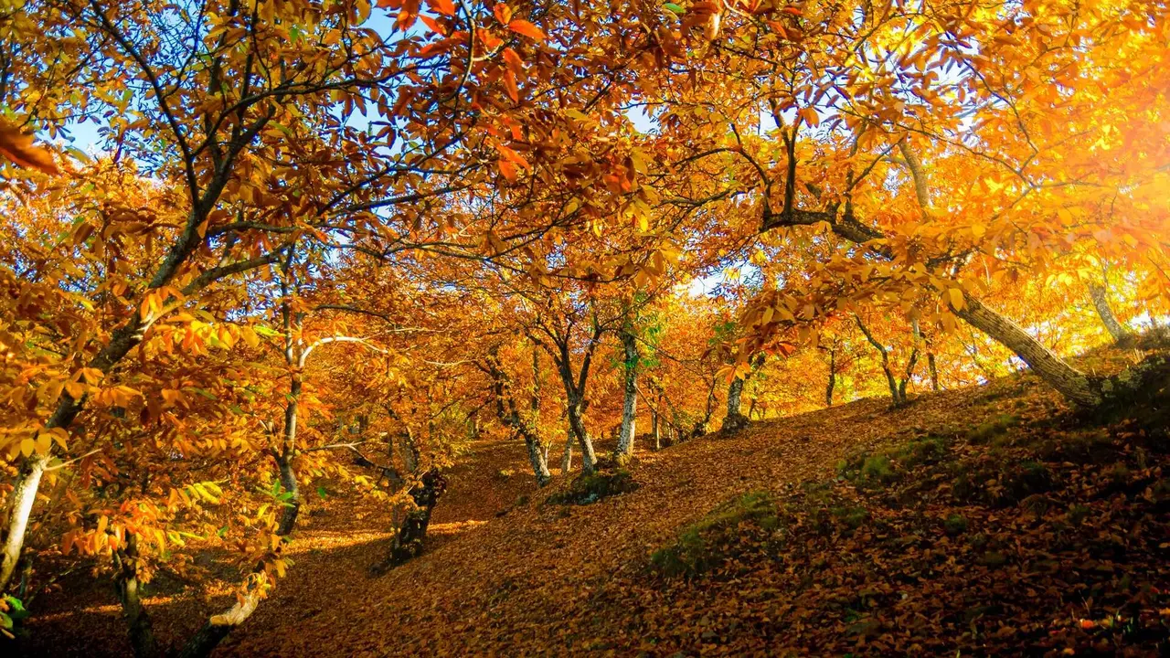 Ch&acirc;taigneraie de la vall&eacute;e du Genal. | Dreamstime