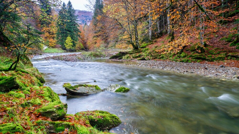 Forêt d’Irati. 