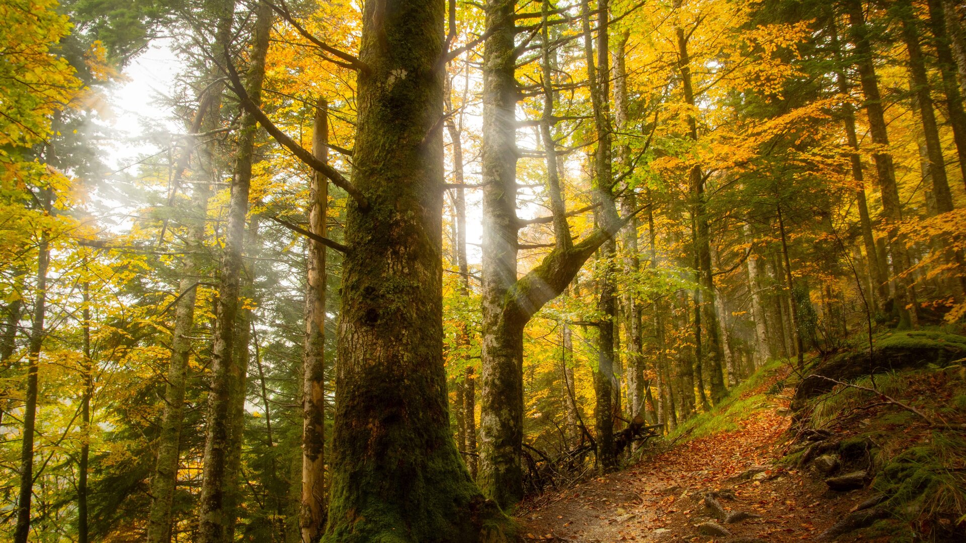 La merveilleuse Forêt d’Iraty