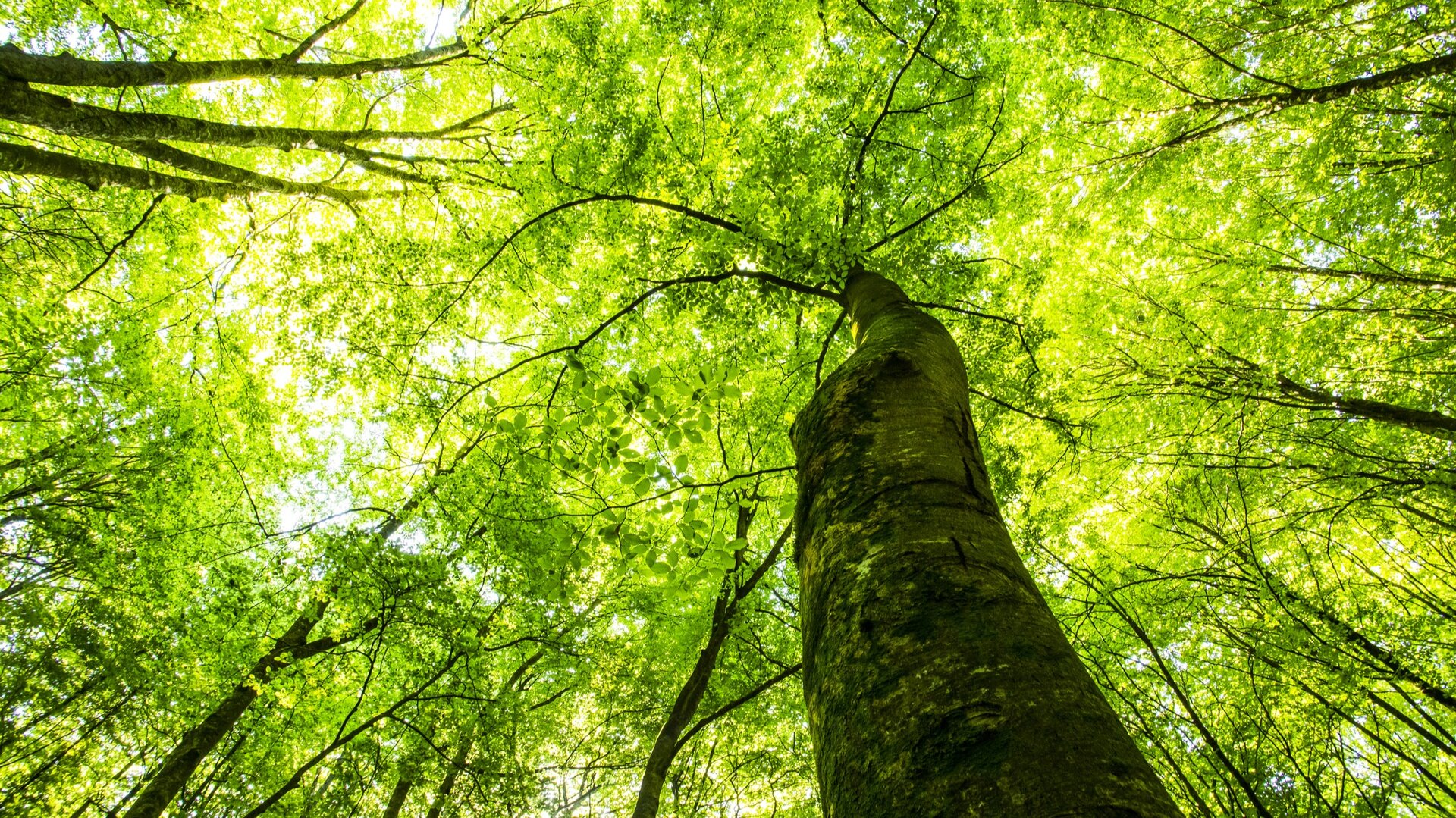 Fageda d’en Jordà