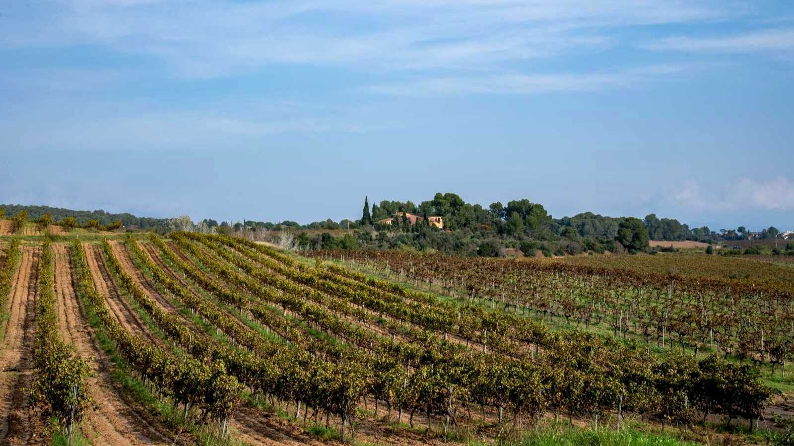 Paysage de vignobles dans la région du Penedès. | Shutterstock