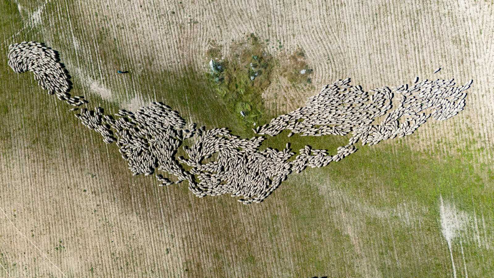 Vue aérienne d’un troupeau de brebis. | Clidea Digital