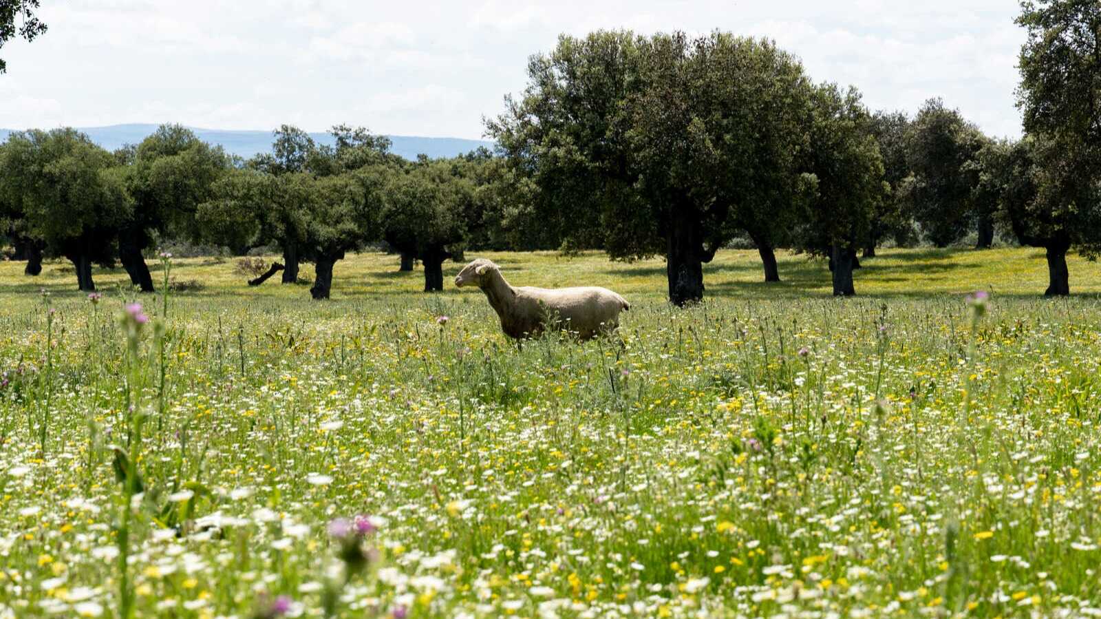 Une brebis dans un champ de fleurs. | Clidea Digital