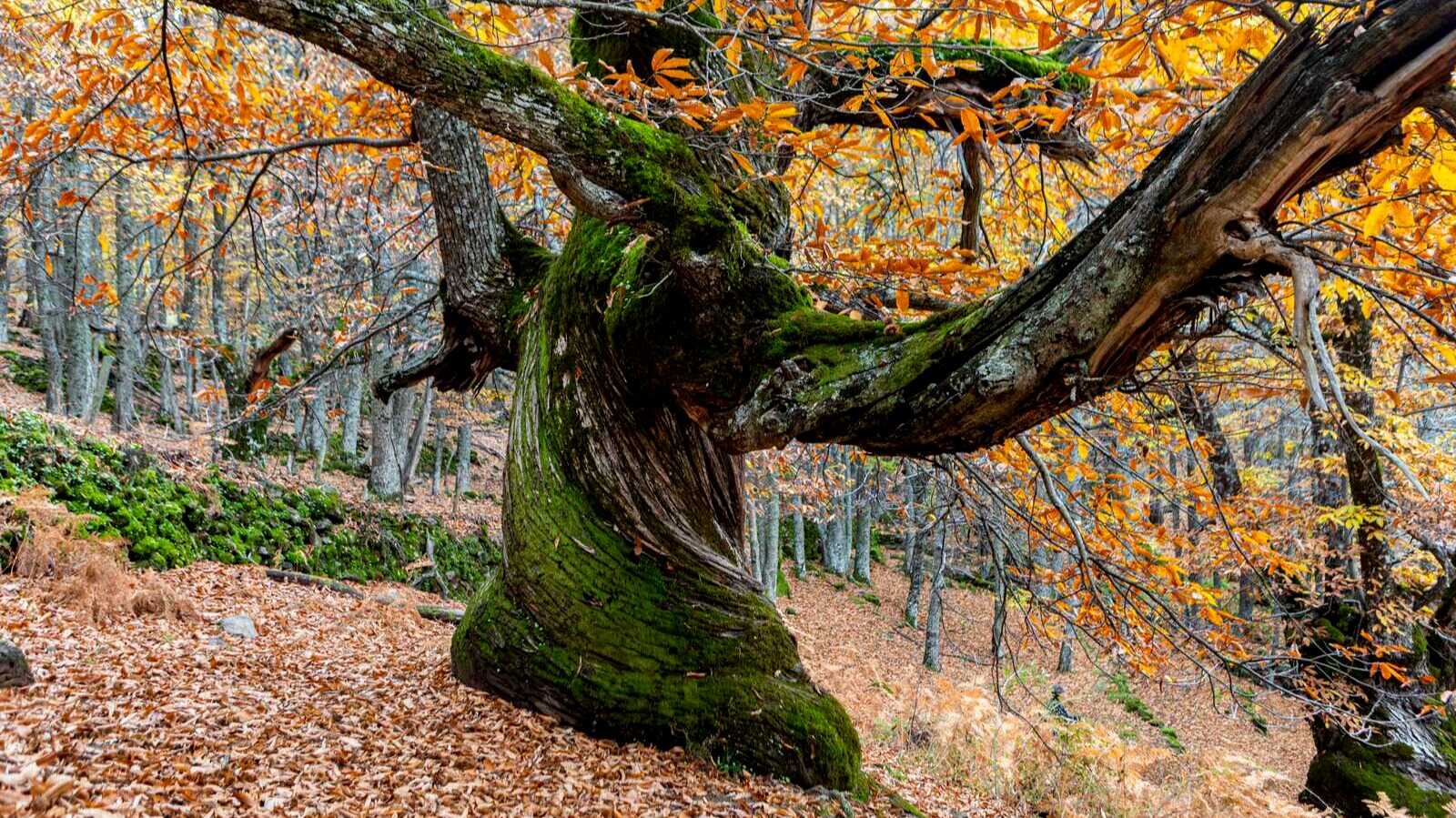 Vue de la Fageda d’en Jordà, à Girona. | Shutterstock