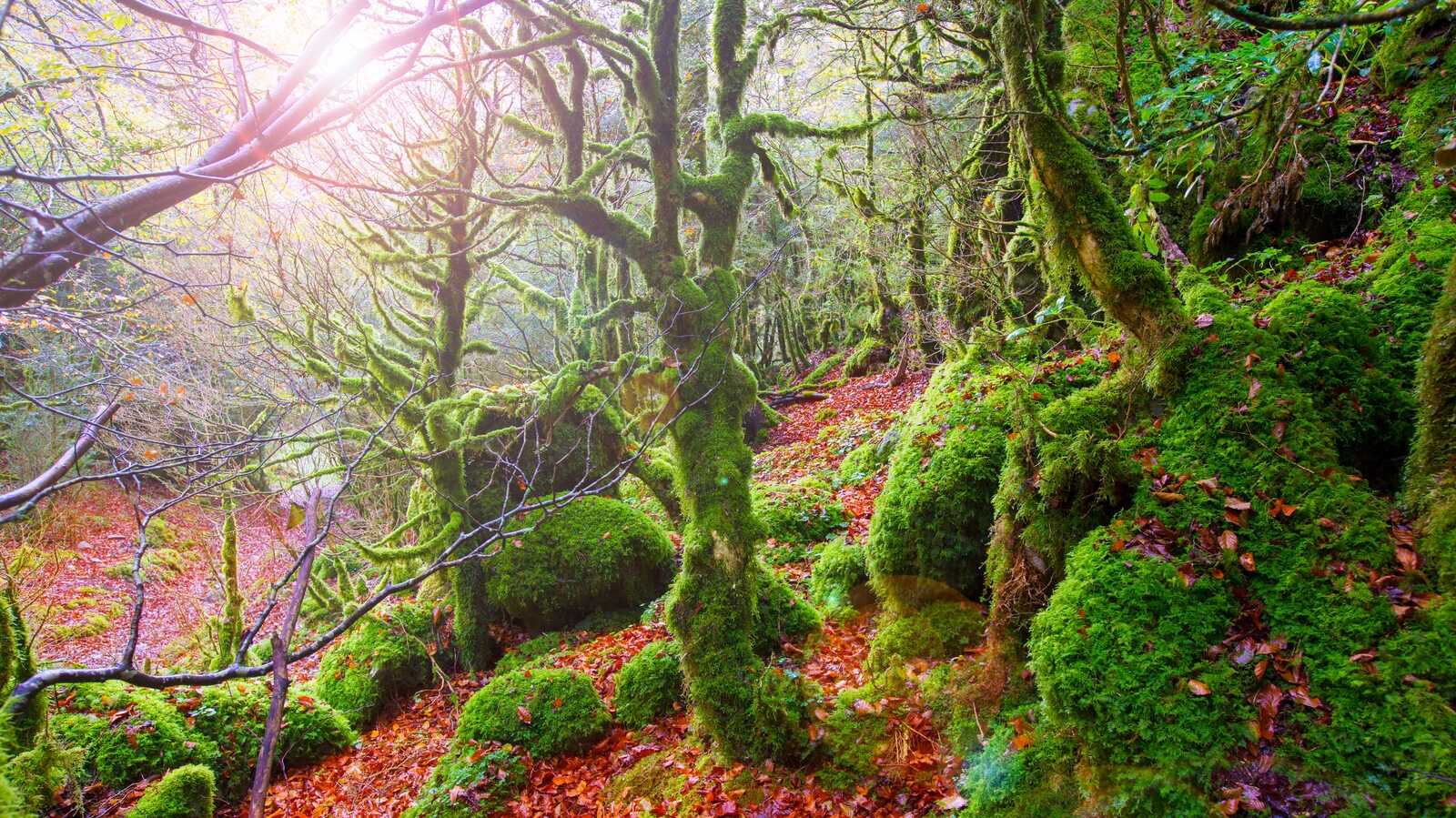 Les forêts envoûtantes d’Irati. | Dreamstime