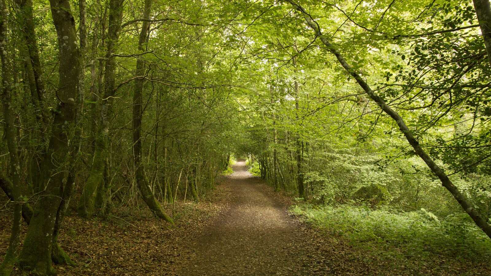 Chemin de Saint-Jacques-de-Compostelle de Roncevaux à Zubiri. | Dreamstime