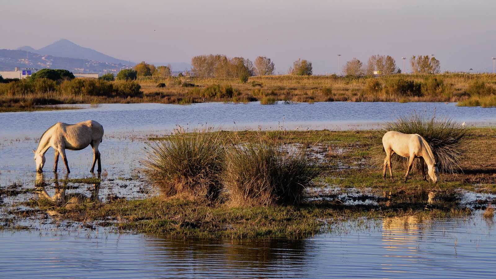Delta del Llobregat. | Shutterstock