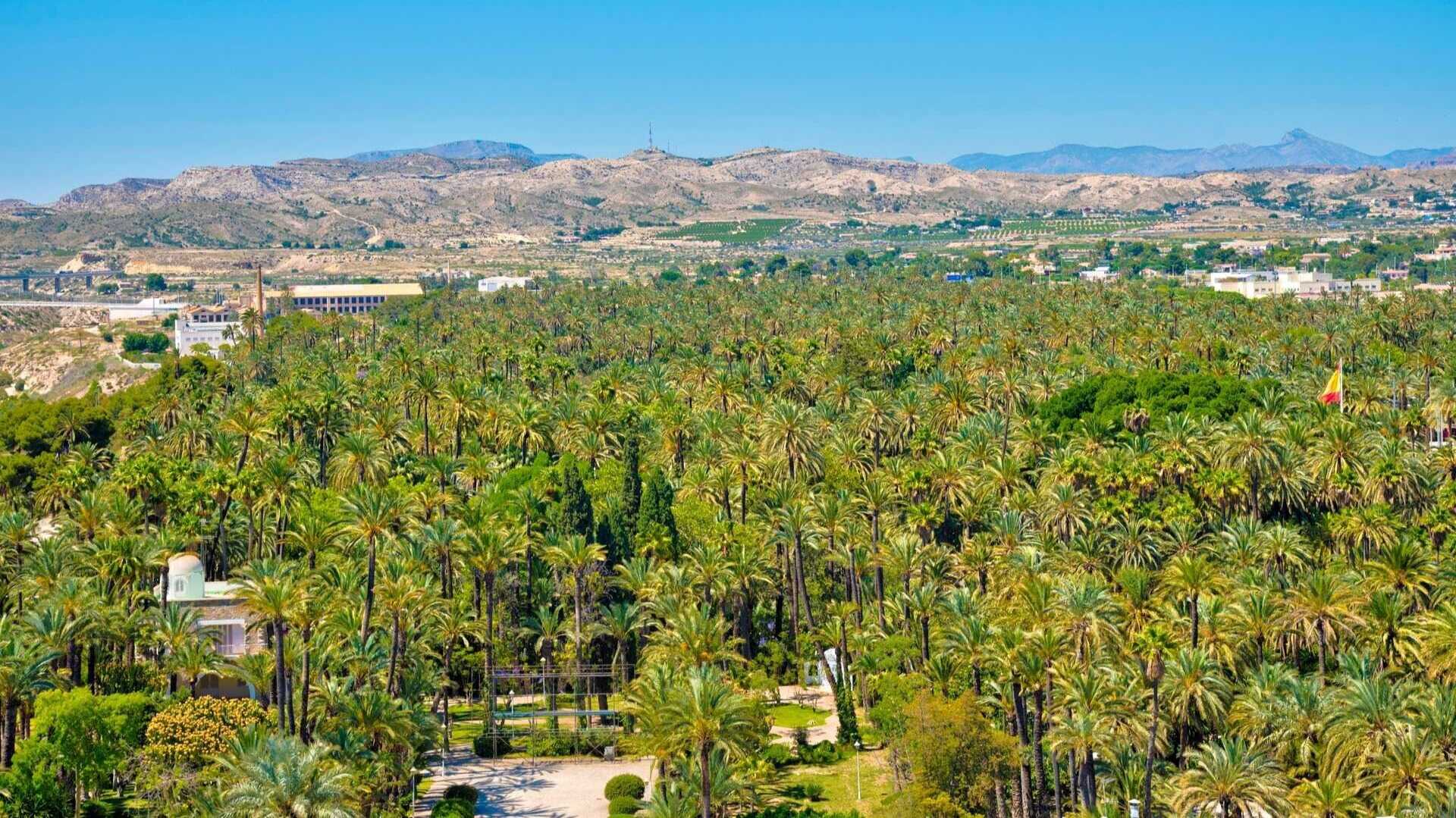 La Palmeraie d'Elche | Shuttershock