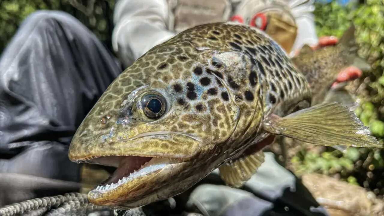 poisson pêché à León